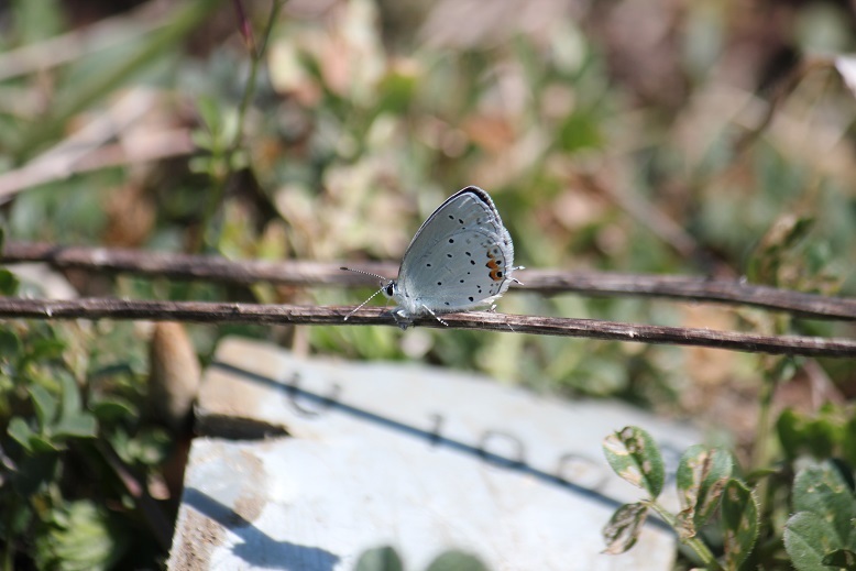 ツバメシジミの綱渡り