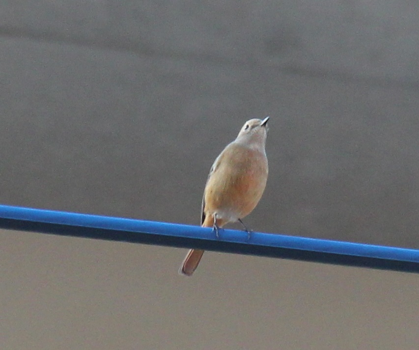 ジョビ子ちゃん