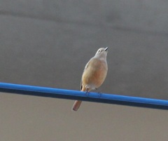 ジョビ子ちゃん