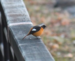 ジョウビタキ　オス