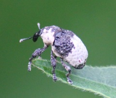 オジロアシナガゾウムシ