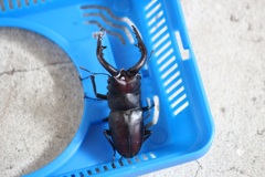 ノコギリクワガタ