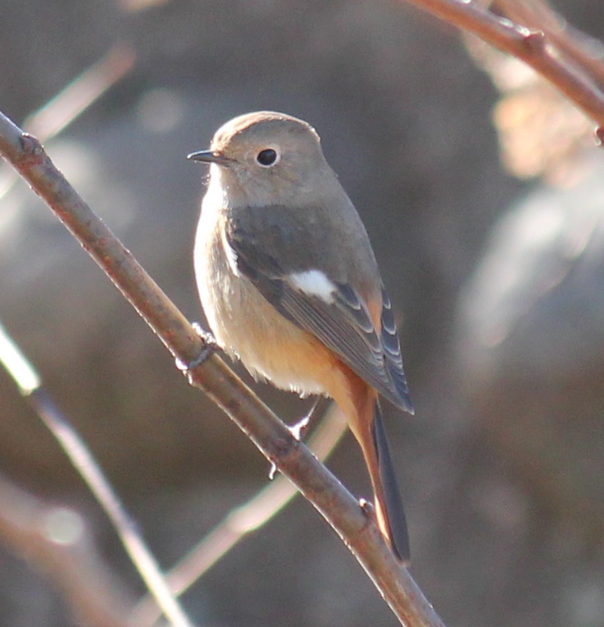 ジョビ子ちゃん