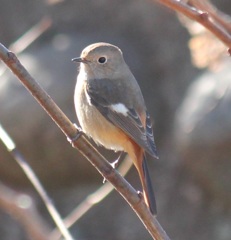 ジョビ子ちゃん