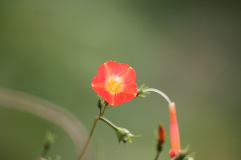 マルバルコウソウ