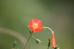 マルバルコウソウ