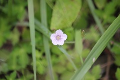 ゲンノショウコ