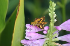 キマダラセセリ