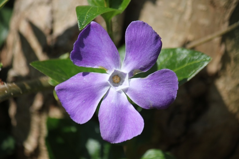 ツルニチニチソウ