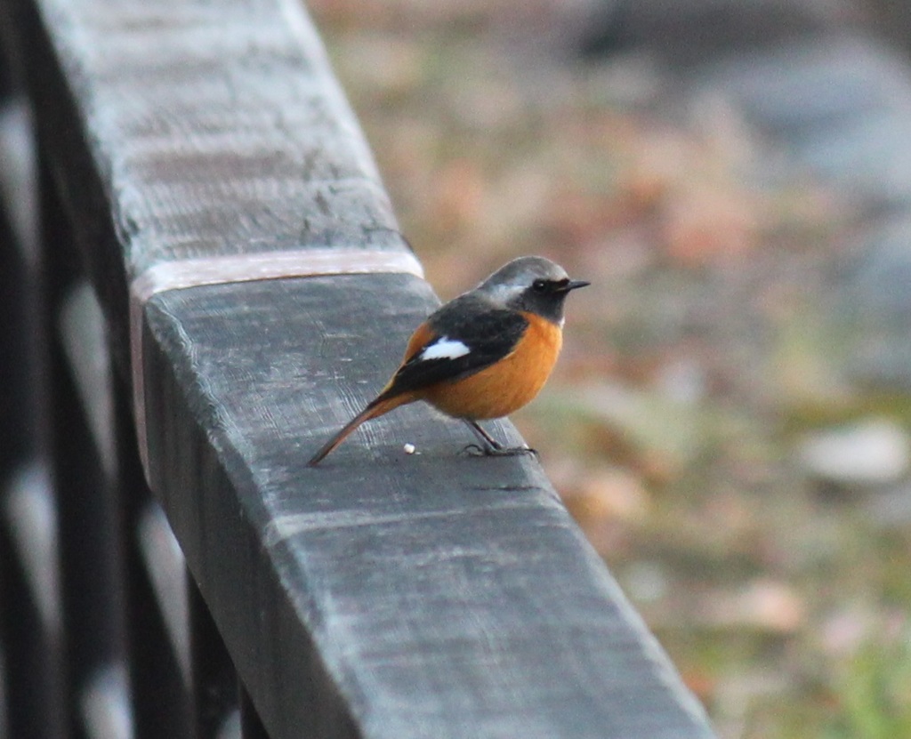 ジョウビタキ　オス