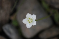 コウメバチソウ