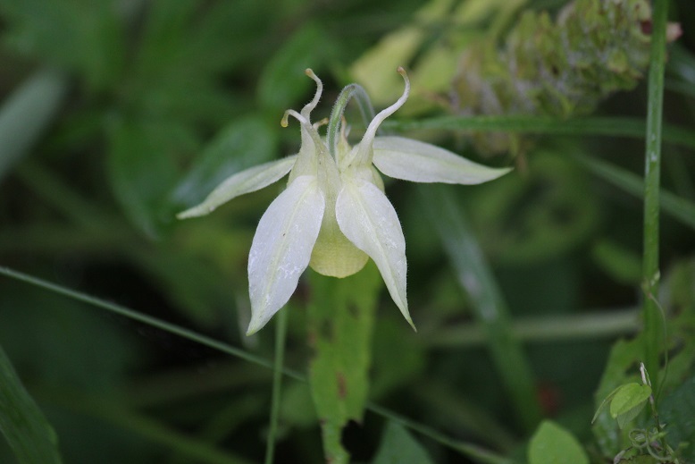 シロバナエンレイソウ