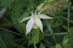 シロバナエンレイソウ