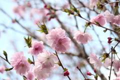 桜