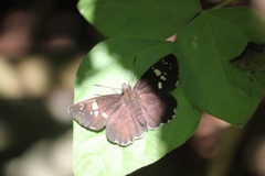 ダイミョウセセリ