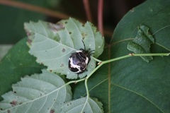 アカスジキンカメムシの幼虫