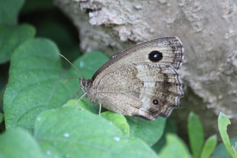 ジャノメチョウ
