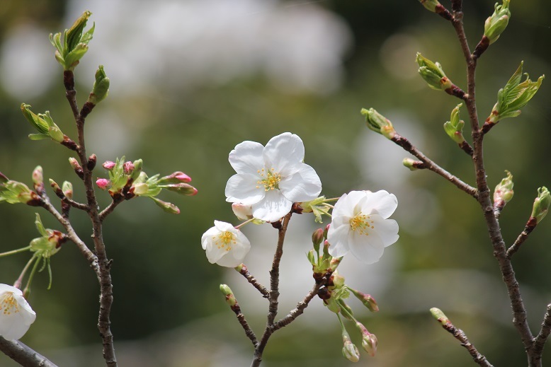 桜