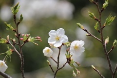 桜