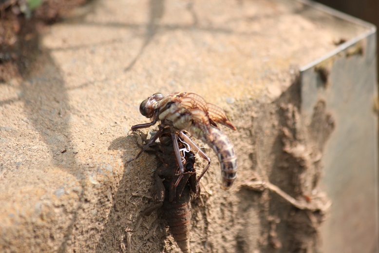 ヤマサナエの羽化3