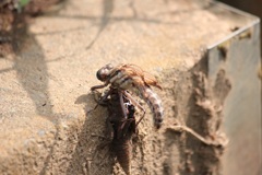 ヤマサナエの羽化3