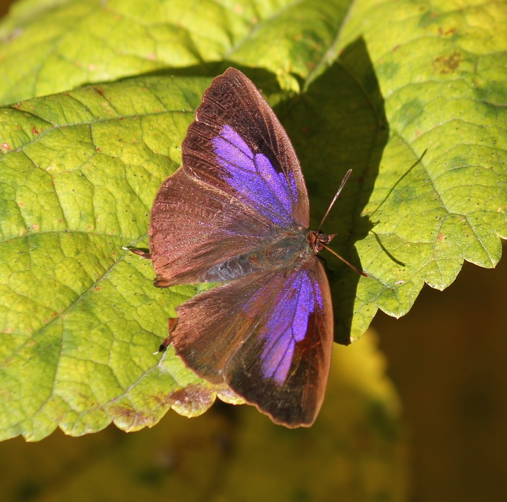ムラサキツバメ　メス