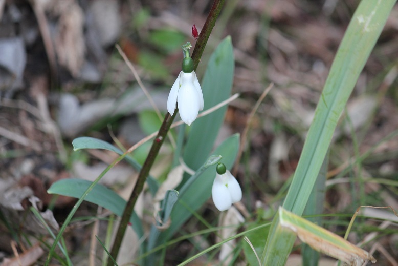 スノードロップ