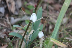 スノードロップ