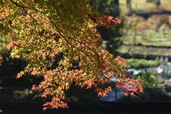 紅葉