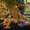 紅葉