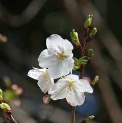 桜