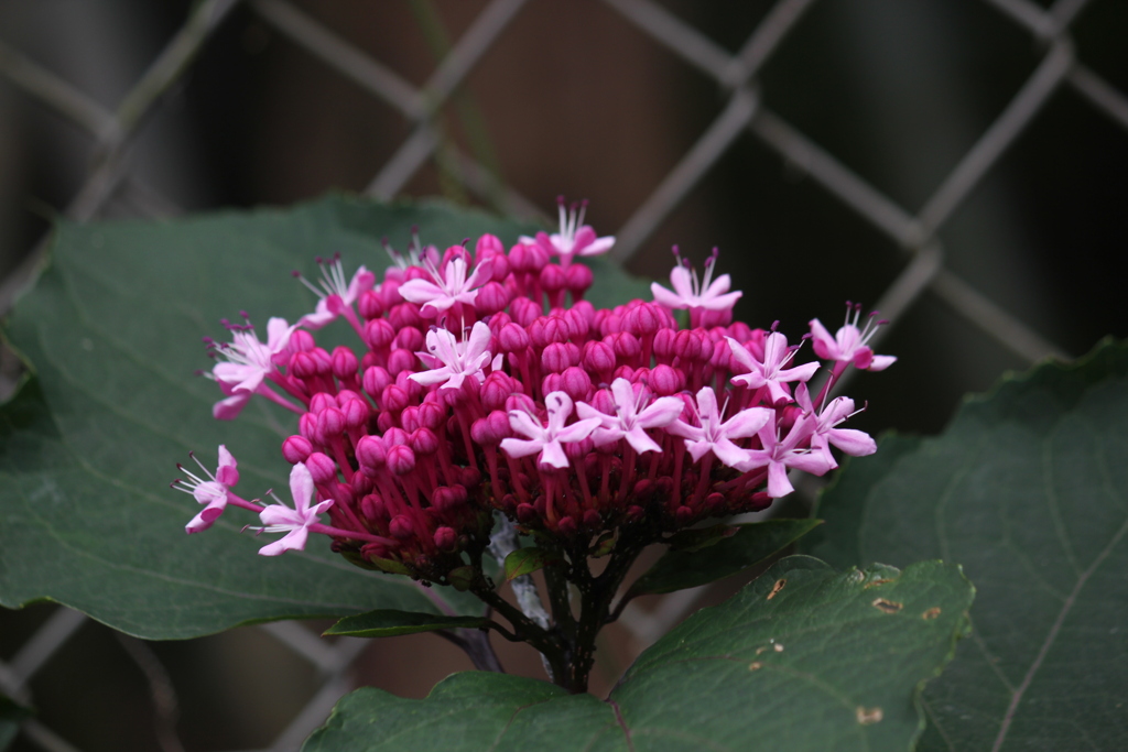 ボタンクサギの花