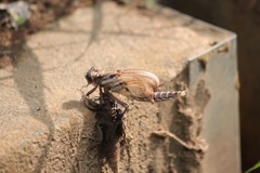 ヤマサナエの羽化6