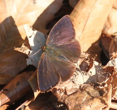 ムラサキツバメ　オス