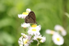 ヒメウラナミジャノメ