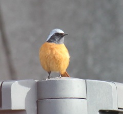 手摺ジョビオ君