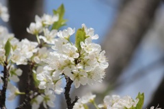 スモモの花