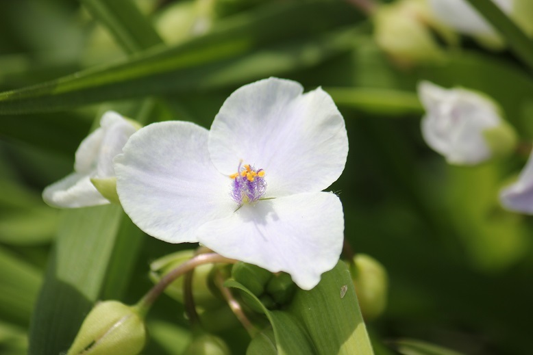 ムラサキツユクサ（白花）