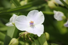 ムラサキツユクサ（白花）