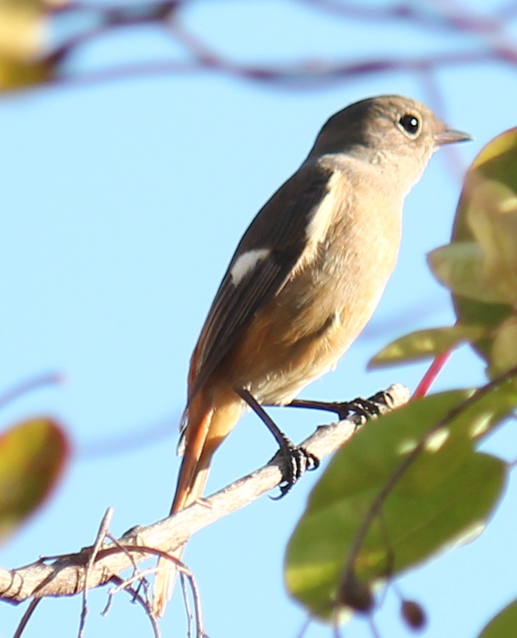 ジョビ子ちゃん
