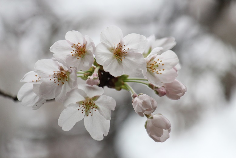 桜