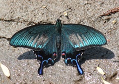 カラスアゲハ
