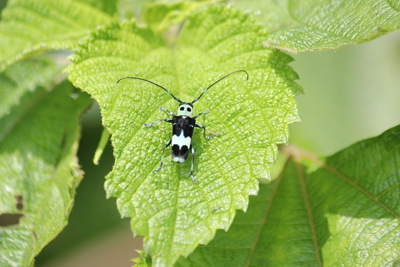 ラミーカミキリ