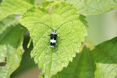 ラミーカミキリ