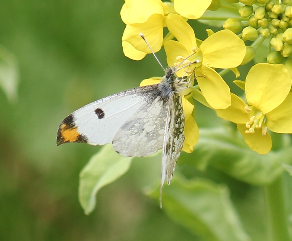 ツマキチョウ　オス