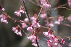 アンズの花