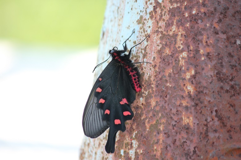 ジャコウアゲハ