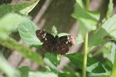 ダイミョウセセリ