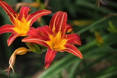 百合