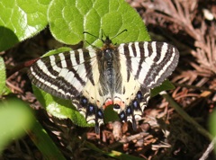 白馬のヒメギフチョウ